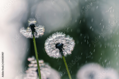 Fototapeta Naklejka Na Ścianę i Meble -  Two white delicate air colors of dandelions and spring sunny rain. Vintage style.
