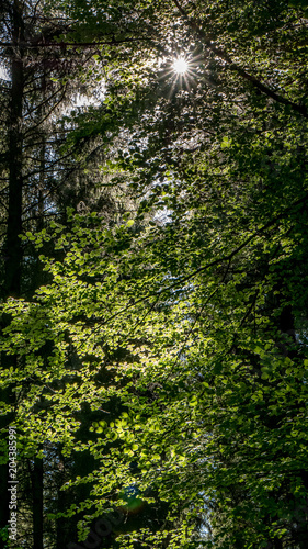 Lichtstrahlen im Wald © focus finder