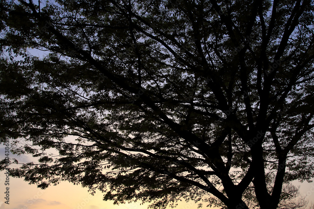 Naklejka premium A big tree under the sunset