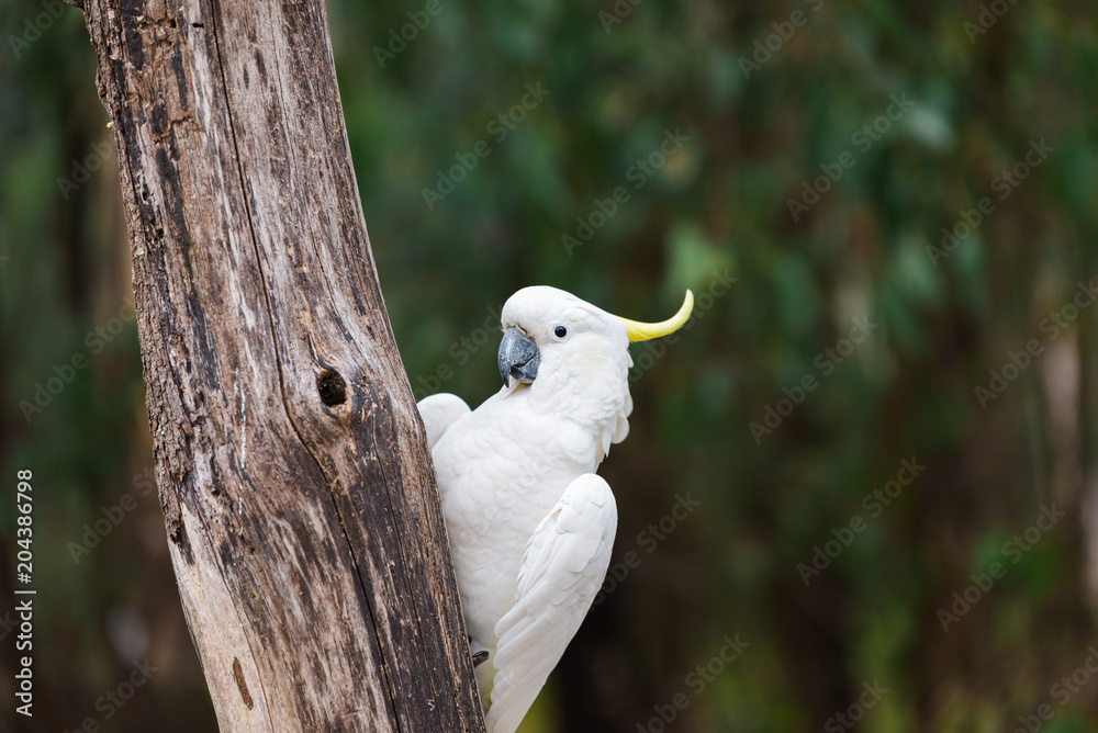 Australian Cockatoo Closeup