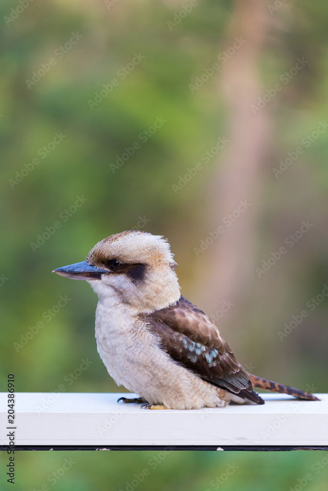 Fototapeta premium Australian Kookaburra perched on a hand rail