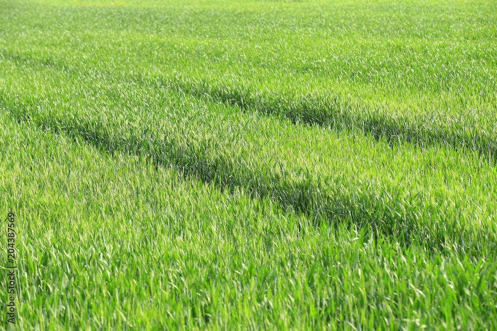 Growing wheat, outdoors