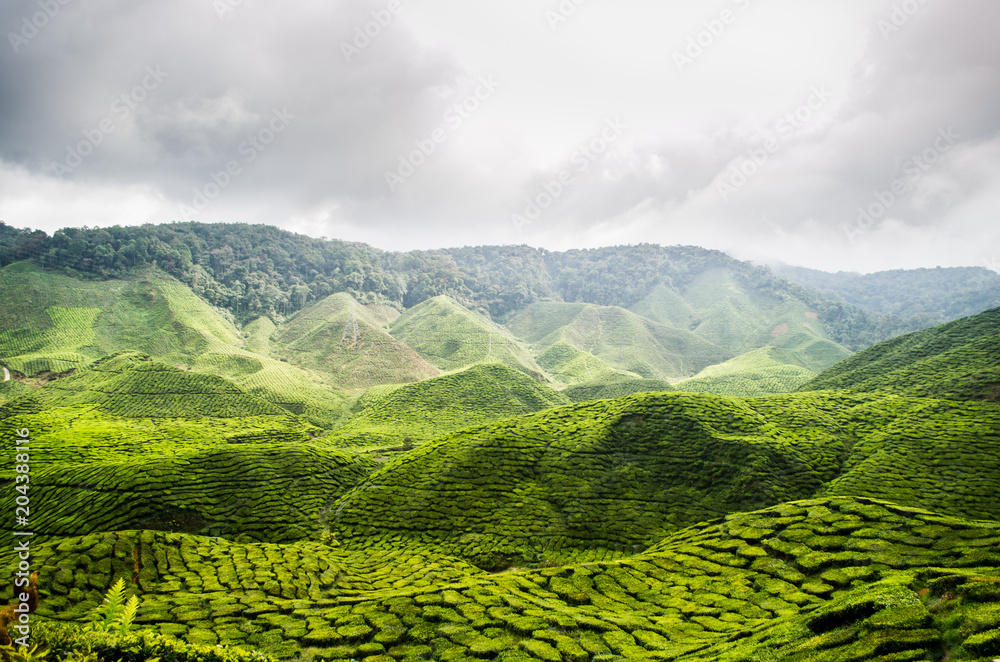 Fototapeta premium Cameron Highland