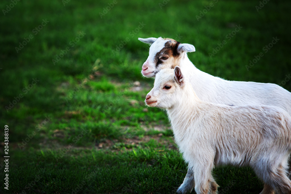 two white baby goats on green grass
