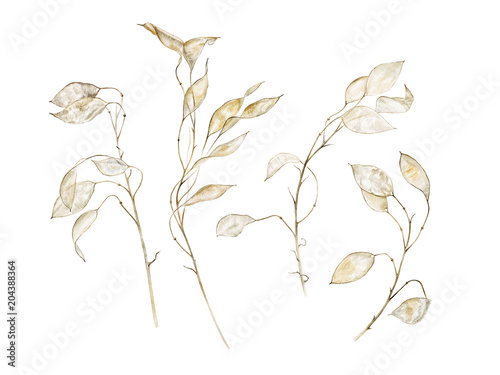 Lunaria branches set.  Watercolor hand painted illustration. Can be used as print, packaging design, textile, stickers, book or magazine illustration, element design, postcard and so on. photo