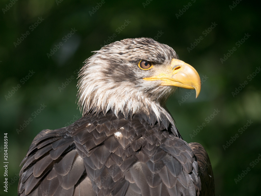 Obraz premium Pygargue à tête blanche