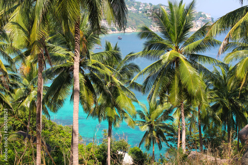 Palm trees with coconut on an island with sea view