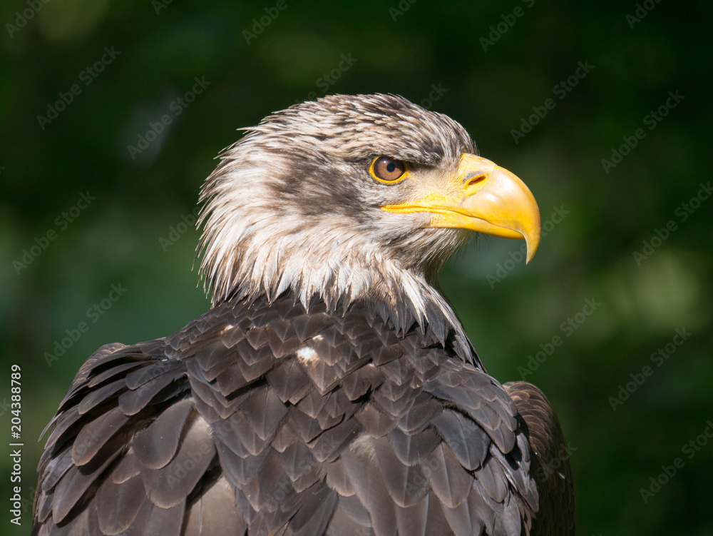 Obraz premium Pygargue à tête blanche