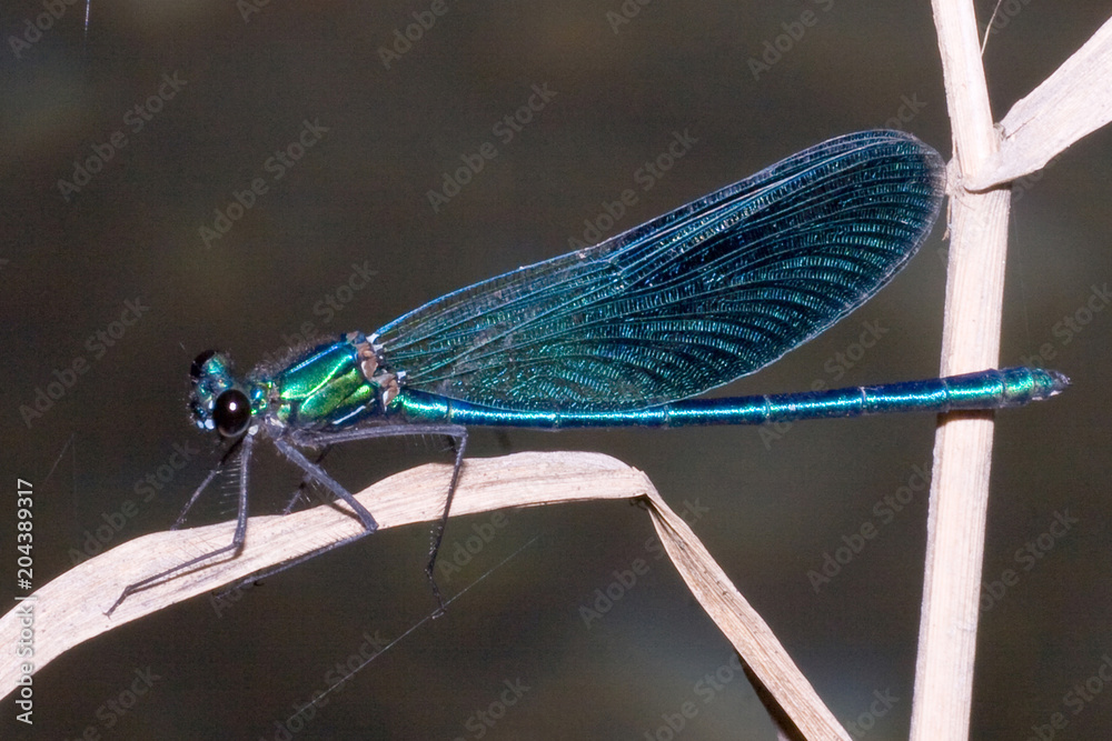 Macrofotografia di un insetto Calopteryx splendens Macrofotografia di un insetto Calopteryx splendens