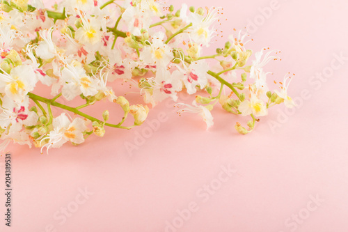 Sprinf Flower Background