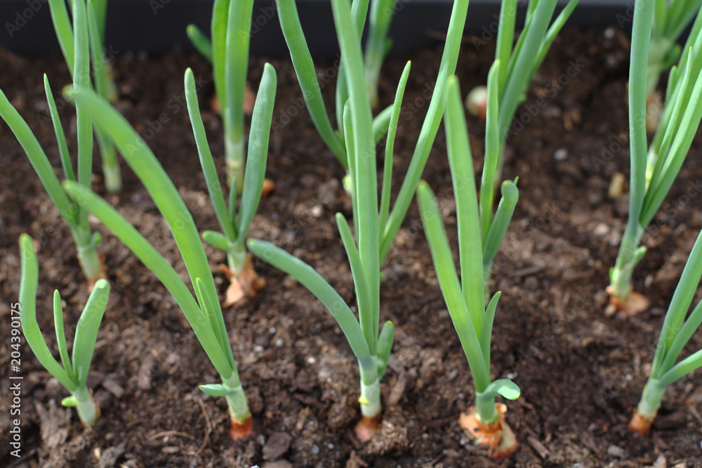 Close-up of fresh green onion sprouts in a flower pot Close-up of fresh green onion sprouts in a flower pot
