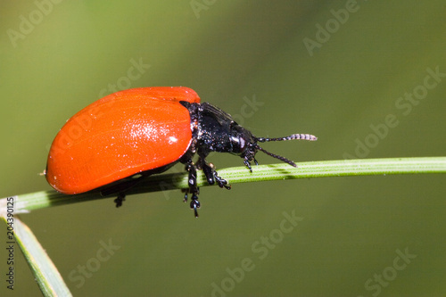 Macrofotografia di un insetto Chrysolina populi photo