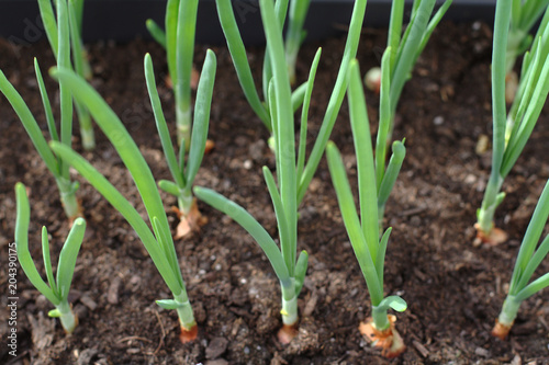 Close-up of fresh green onion sprouts in a flower pot
