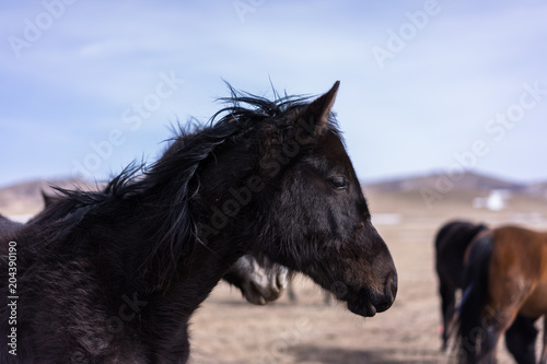 horse in grasslan © THINK b
