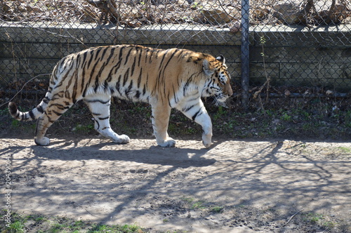 Tiger pacing in the outdoors