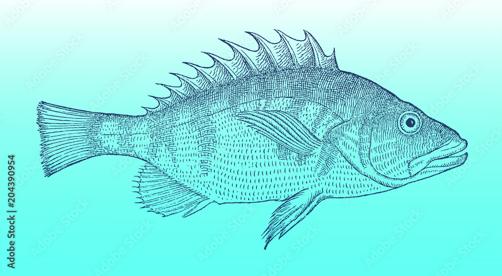 Painted comber, serranus scriba in side view on a blue-green gradient background (after a historical or vintage woodcut illustration from the 16th century). Easy editable in layers Painted comber, serranus scriba in side view on a blue-green gradient background (after a historical or vintage woodcut illustration from the 16th century). Easy editable in layers