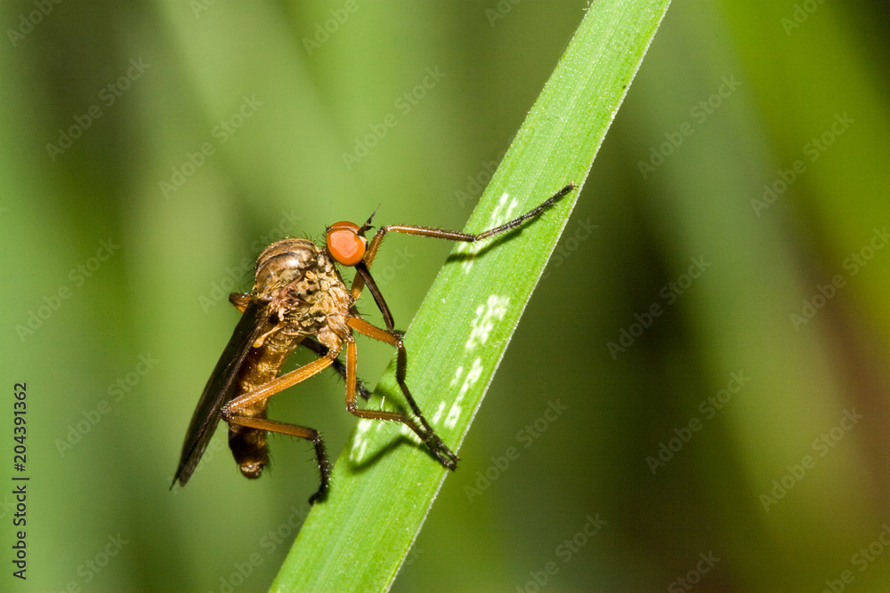 Macrofotografia di un insetto Empis livida Macrofotografia di un insetto Empis livida