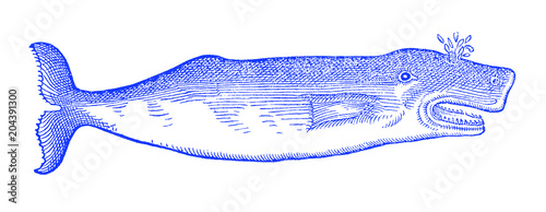 There she blows! Baleen whale in side view. Illustration after a historical or vintage woodcut from the 16th century
