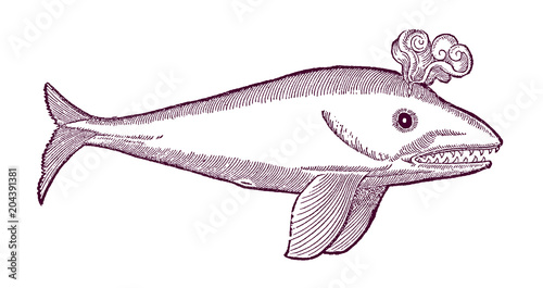 Blowing whale (physeter) in profile view. Illustration after a historical or vintage woodcut from the 16th century