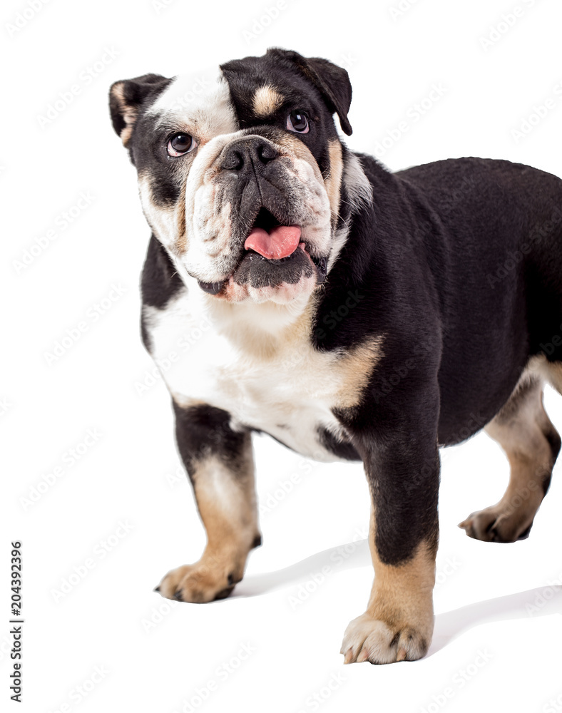 bulldog, bulldog on white background, funny bulldog