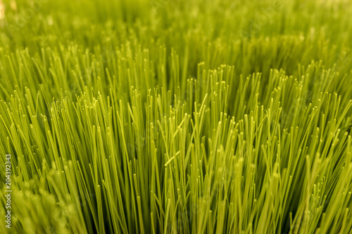 Close up texture of artificial grass with shallow depth of field , abstract background