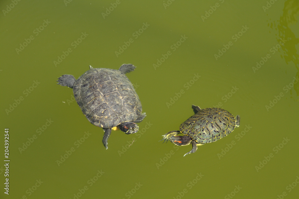 Obraz premium Side way view of a green turtle swimming in very murky waters in a pond