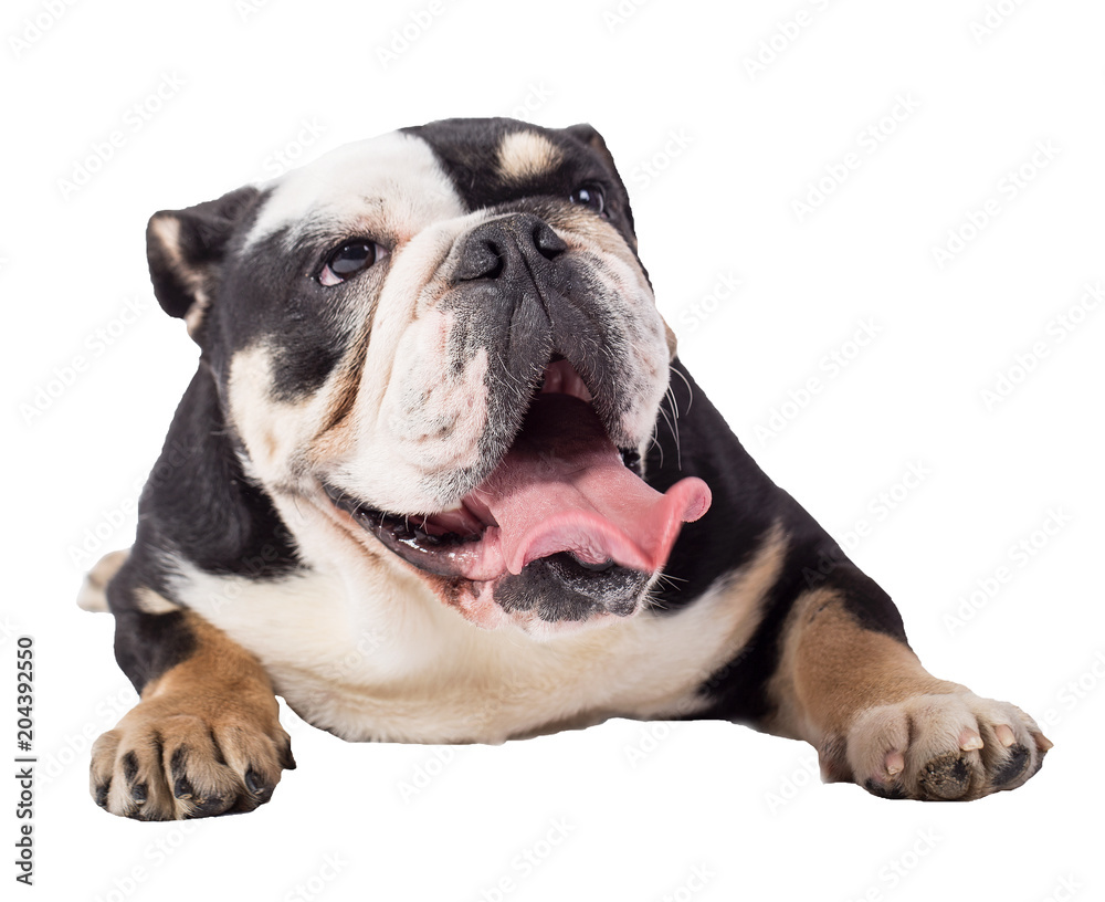 bulldog, bulldog on white background, funny bulldog bulldog, bulldog on white background, funny bulldog