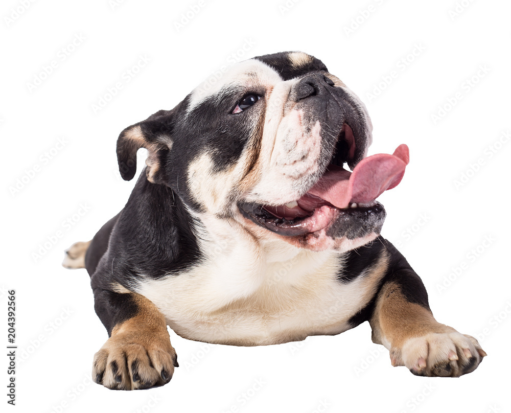 bulldog, bulldog on white background, funny bulldog