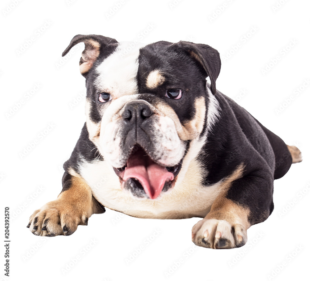 Obraz premium bulldog, bulldog on white background, funny bulldog