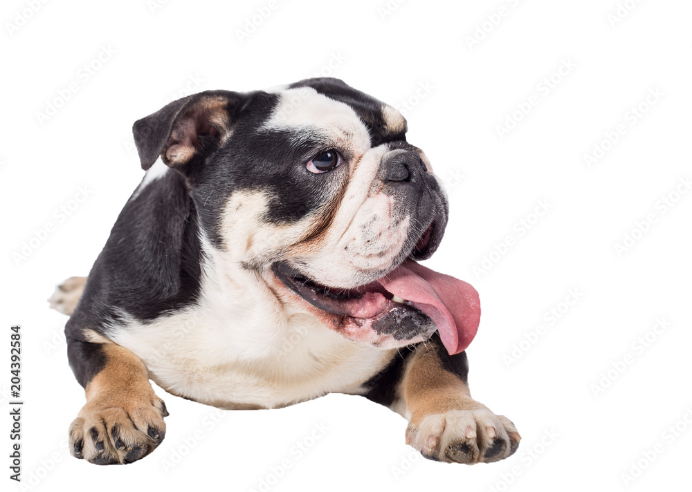 Fototapeta premium bulldog, bulldog on white background, funny bulldog