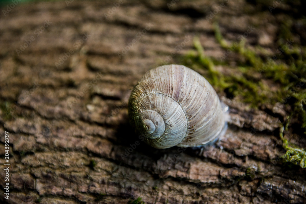Weinbergschnecke Weinbergschnecke