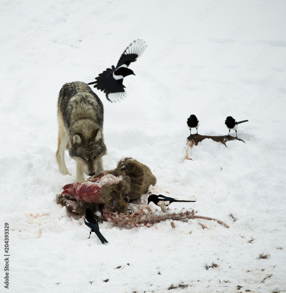 Wolf Eating Dead Animal Stock Photo | Adobe Stock