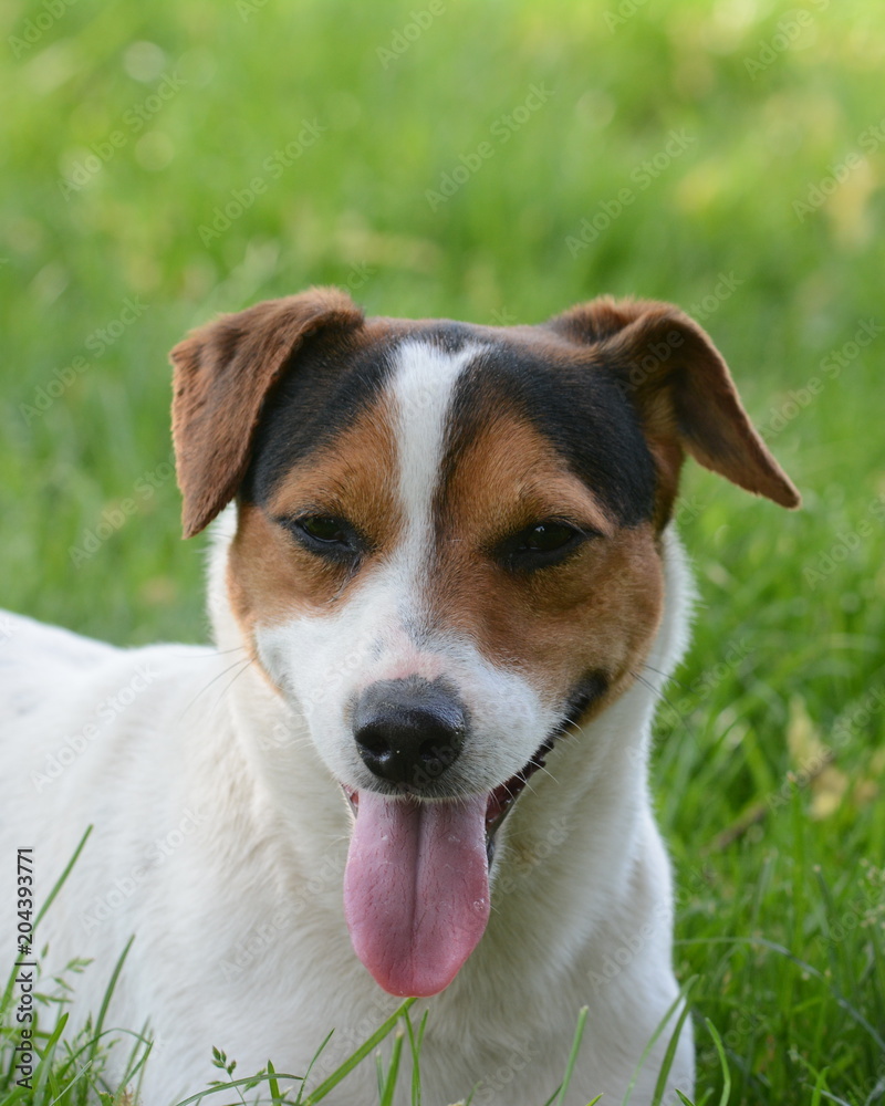 White Jack Russell dog with black and tan mask White Jack Russell dog with black and tan mask