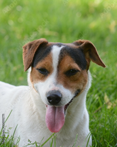 White Jack Russell dog with black and tan mask  © lucia2311