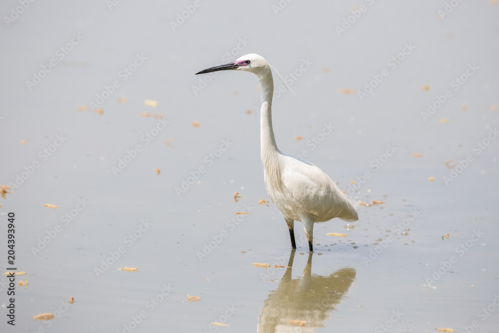 Garzetta (Egretta garzetta) Garzetta (Egretta garzetta)