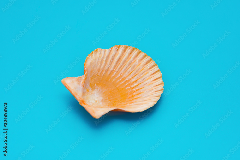 side view scallop shell on a blue background