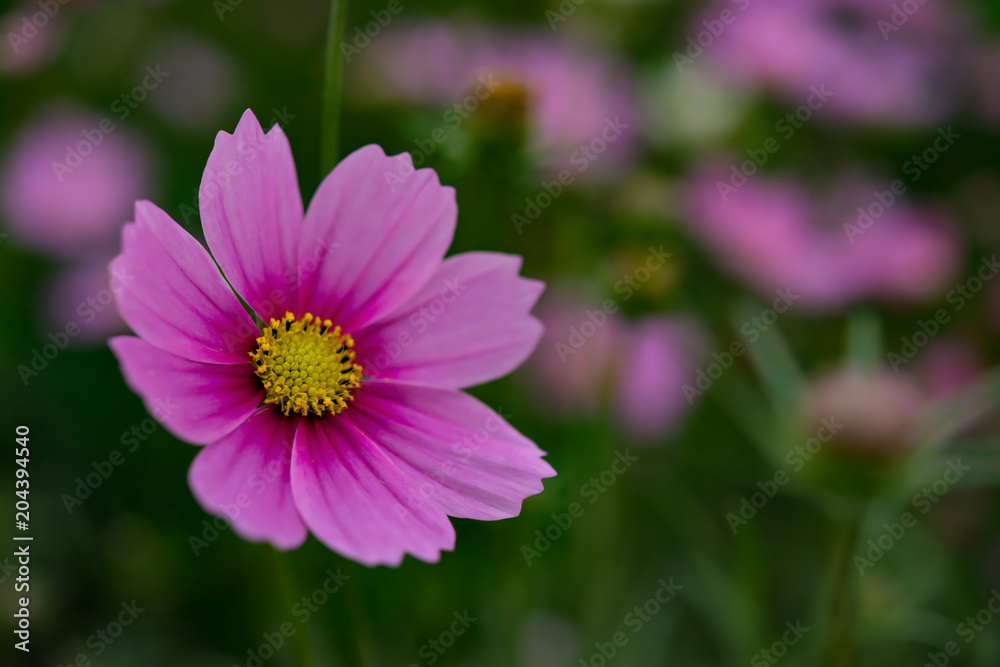 macro of beautiful daisy or Cosmos bipinnata Cav in the field macro of beautiful daisy or Cosmos bipinnata Cav in the field