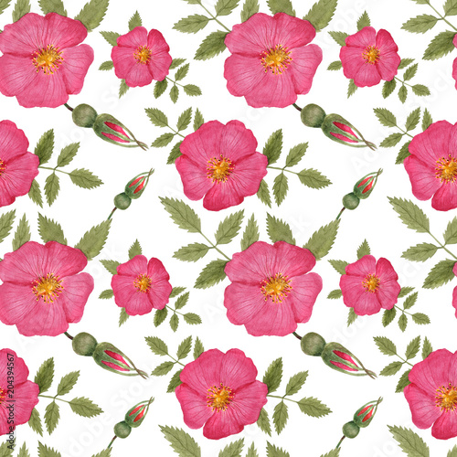 Watercolor seamless pattern flower of cinnamon rose