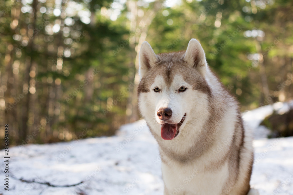 Close-up Portrait of serious Beige and white Siberian Husky dog in spring season. Profile image of beautiful hsky looks like a wolf in the forest