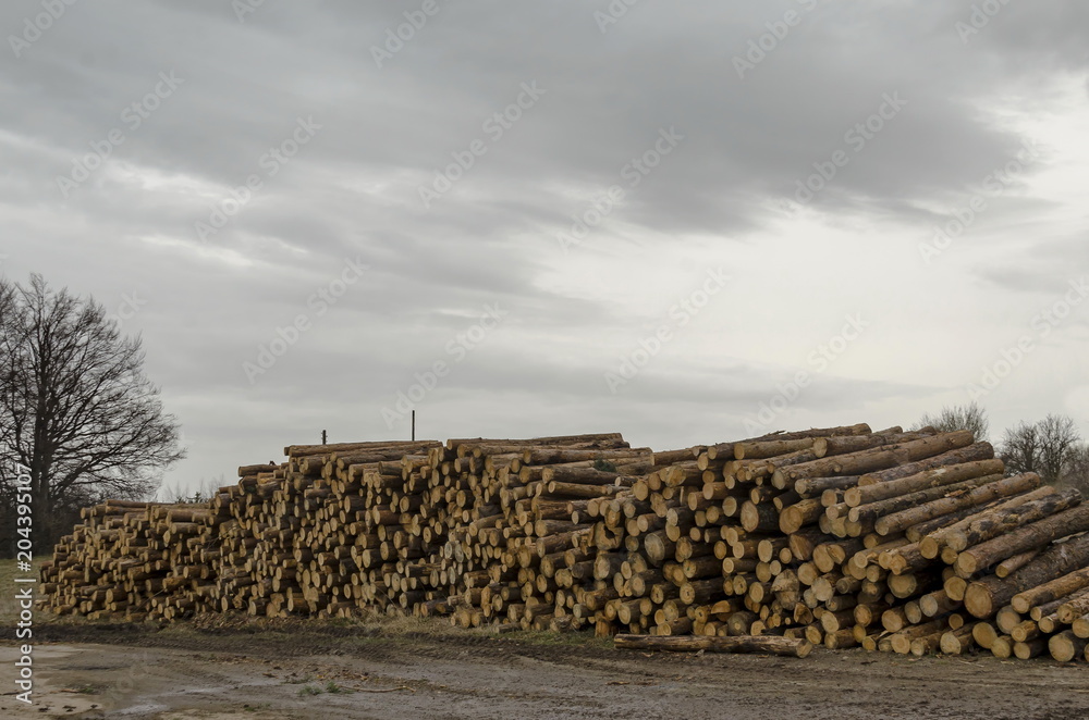 Side view of pile or stack of wood logs in Plana mountain, Bulgaria  