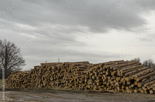 Side view of pile or stack of wood logs in Plana mountain, Bulgaria 