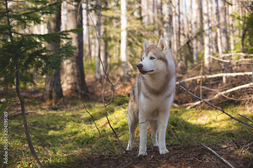 Profile Image of wild and free dog breed Siberian husky standing in the forest and looking at the squirrel on the tree. A dog on a natural background on sunny day in spring season