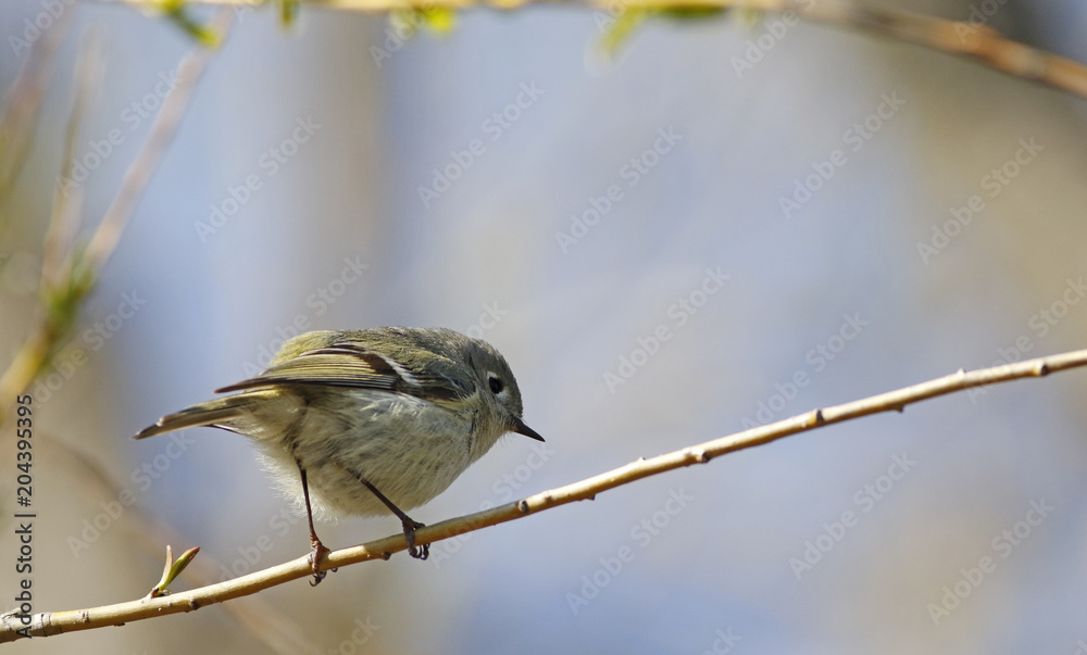 Obraz premium roitelet à couronne rubis
