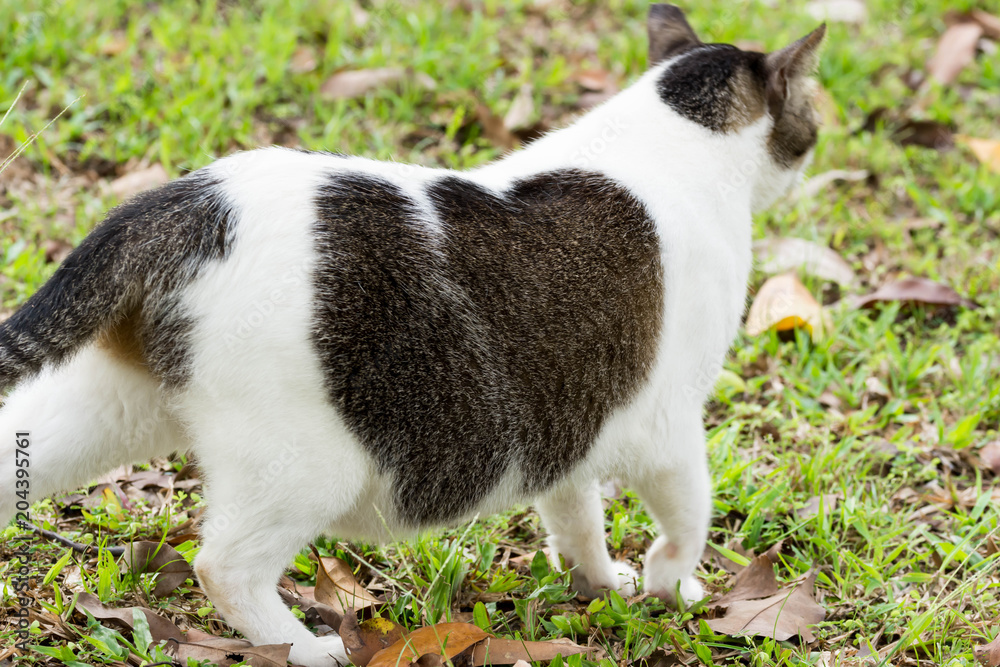 Pregnant cat walking on grasses