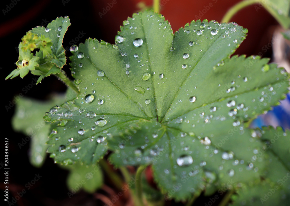 Alchemilla vulgaris a popular medicinal plant, which is used in popular medicine mainly for the treatment of wounds, bleeding, women's diseases, ulcers and other ailments. Alchemilla vulgaris a popular medicinal plant, which is used in popular medicine mainly for the treatment of wounds, bleeding, women's diseases, ulcers and other ailments.