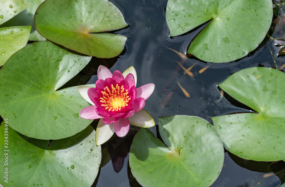 ピンク色のスイレンの花 ピンク色のスイレンの花