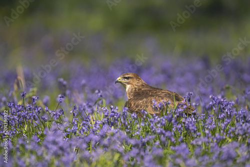 Common Buzzard_