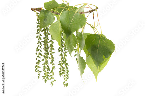Fotótapéta a branch of a poplar with green leaves on a white background