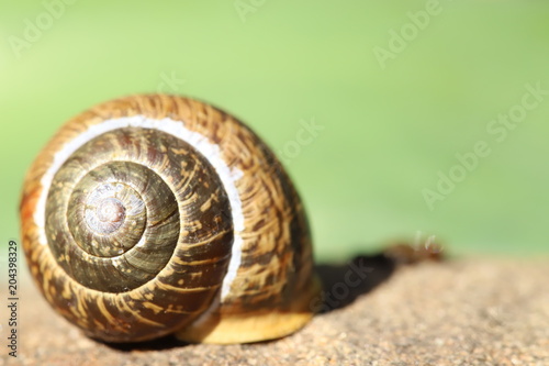 Snail