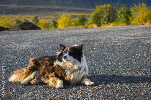 Cute fluffy white and brown dog relaxing and lying underneath the sun outside in Reykholtsdalur, Iceland.